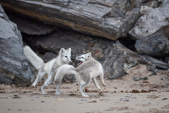 Arctic fox White