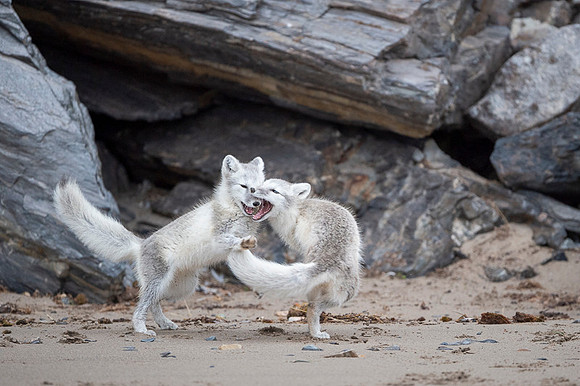 Arctic fox White