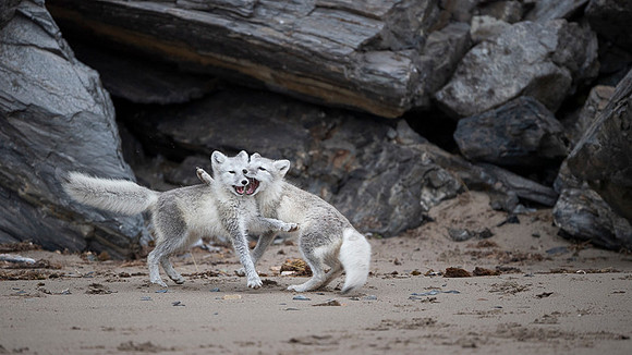 Arctic fox White