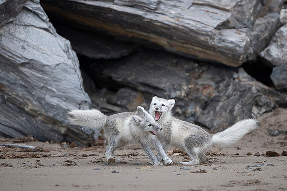 Arctic fox White