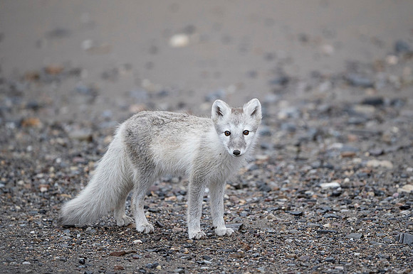 Arctic fox White