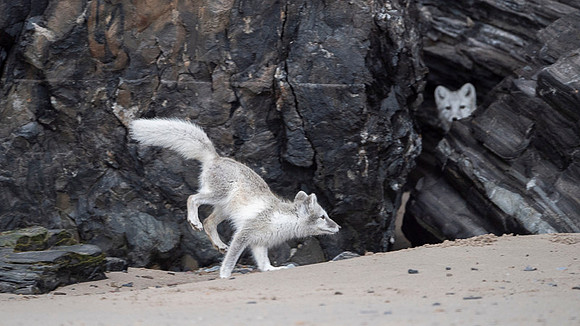 Arctic fox White