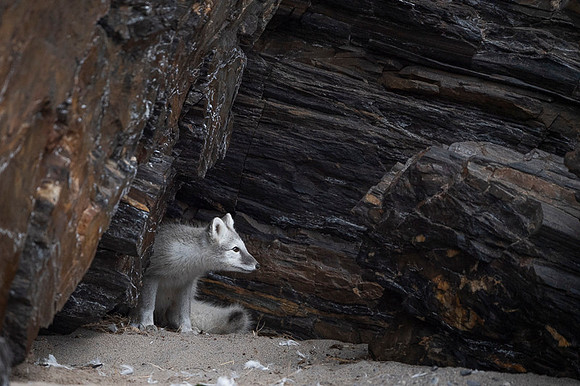 Arctic fox White