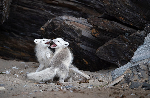 Arctic fox White