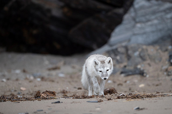 Arctic fox White