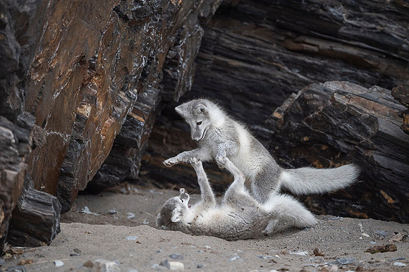 Arctic fox White