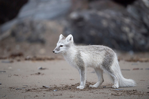 Arctic fox White