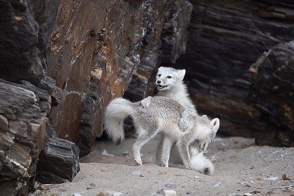 Arctic fox White