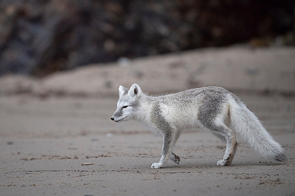 Arctic fox White