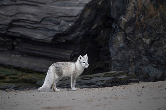 Arctic fox White