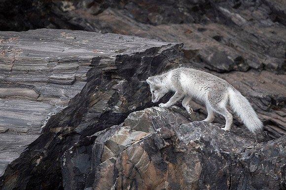 Arctic fox White