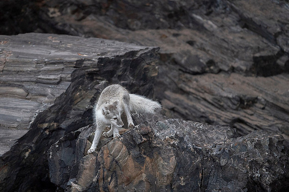 Arctic fox White