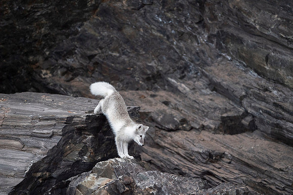 Arctic fox White