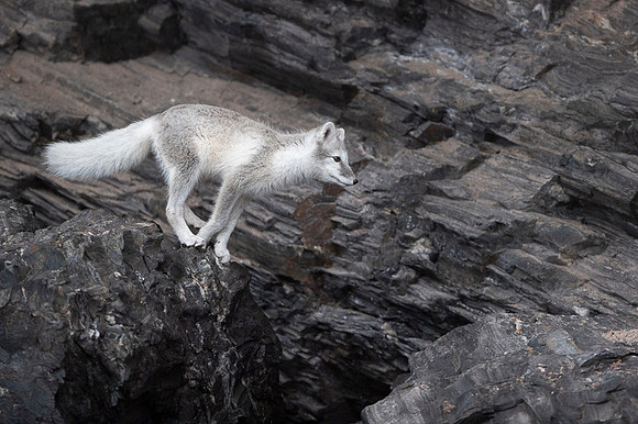 Arctic fox White