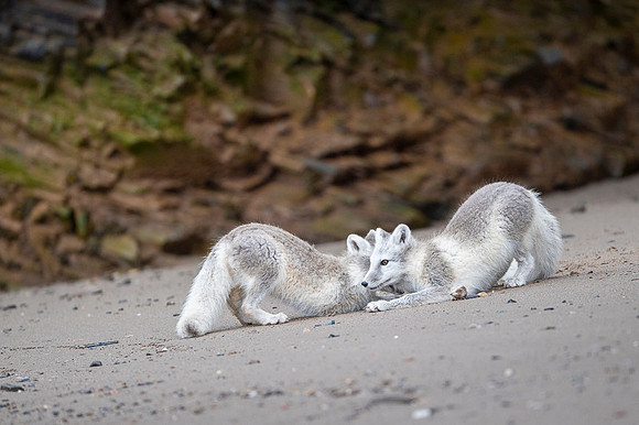 Arctic fox White