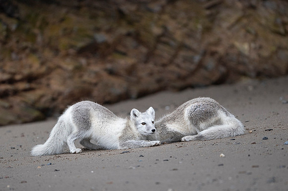 Arctic fox White