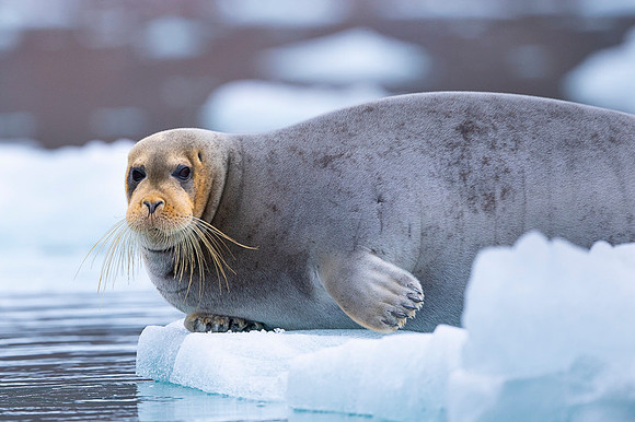 Bearded seal