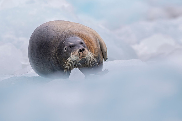 Bearded seal