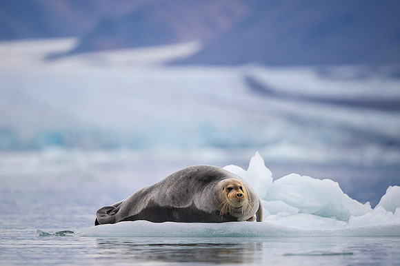 Bearded seal
