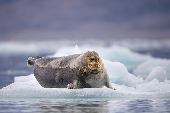 Bearded seal