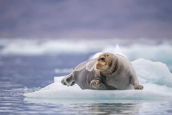 Bearded seal