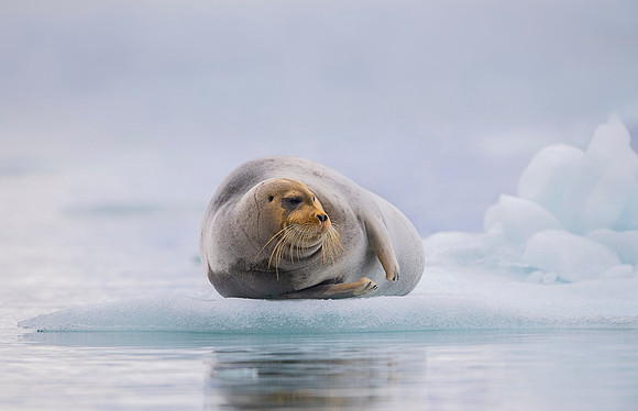 Bearded seal