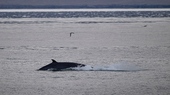 Blue whale
