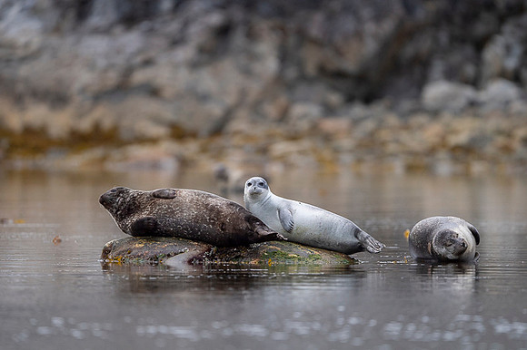 Harbor seal