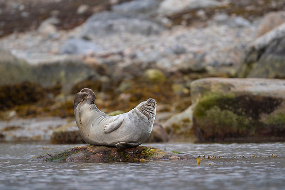 Harbor seal