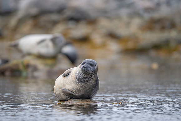 Harbor seal