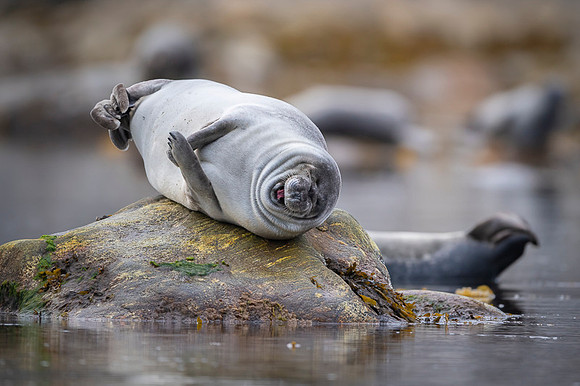 Harbor seal