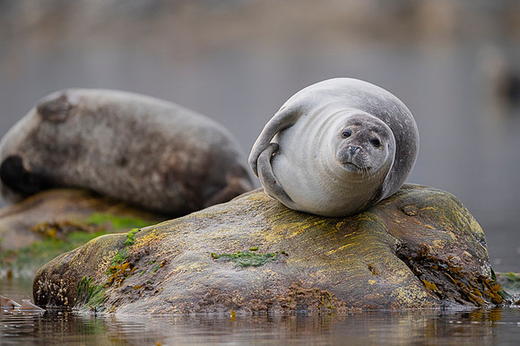 Harbor seal