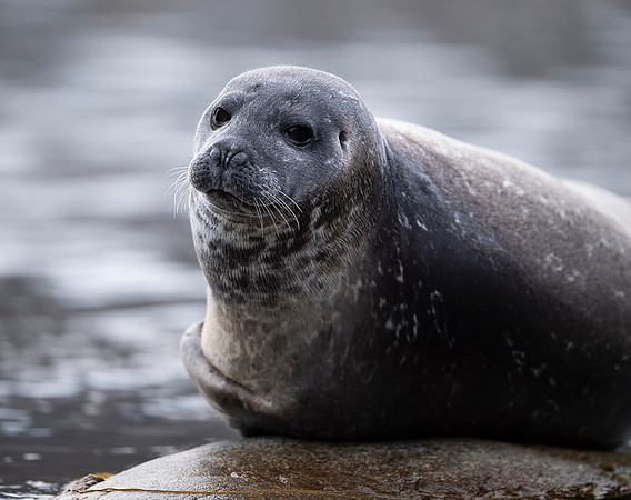 Harbor seal