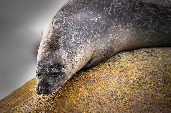Harbor seal