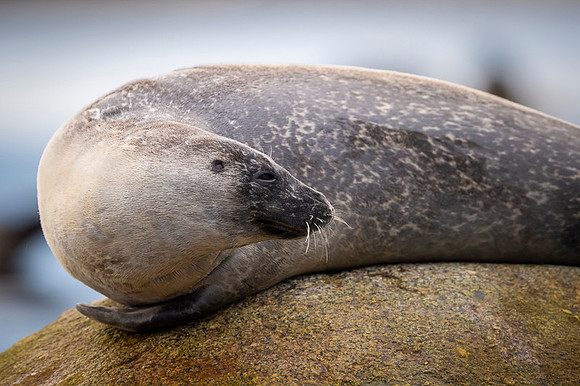 Harbor seal