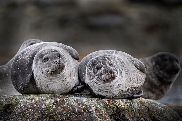 Harbor seal