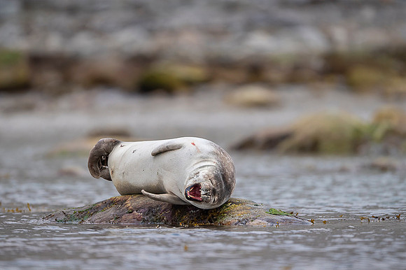 Harbor seal