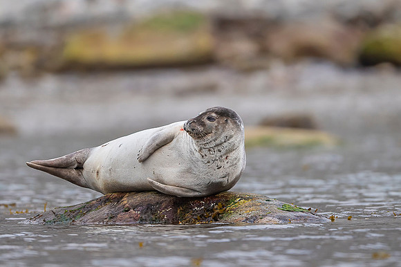 Harbor seal