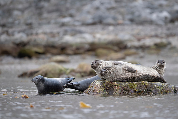 Harbor seal