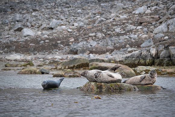 Harbor seal