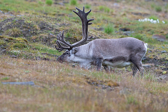 Svalbard Reindeer