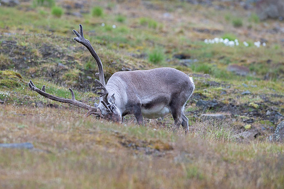 Svalbard Reindeer