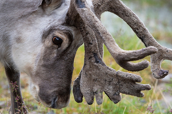 Svalbard Reindeer
