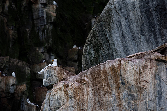 Glaucous gull