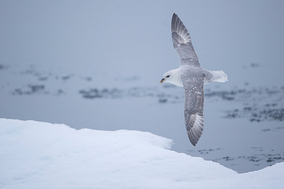 Northern Fulmar