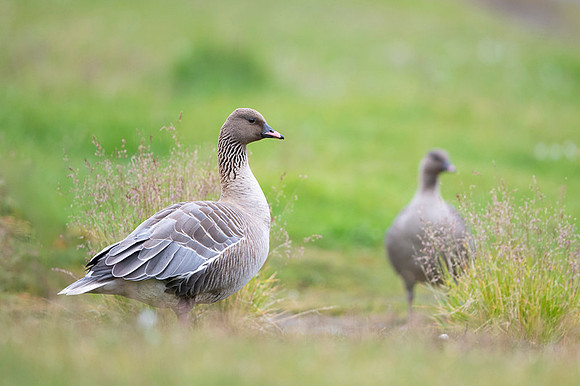 Pink-footed goose