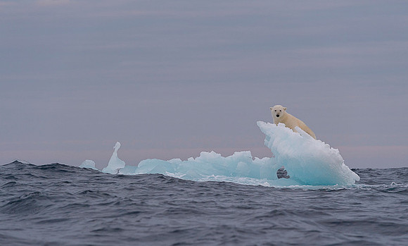 Polar bear