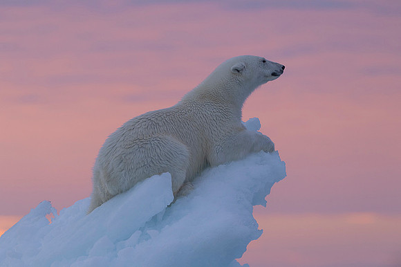 Polar bear