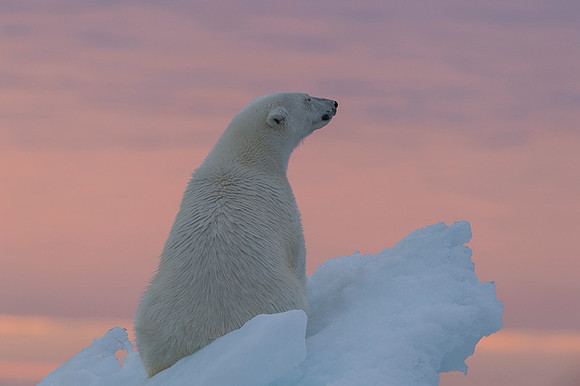 Polar bear