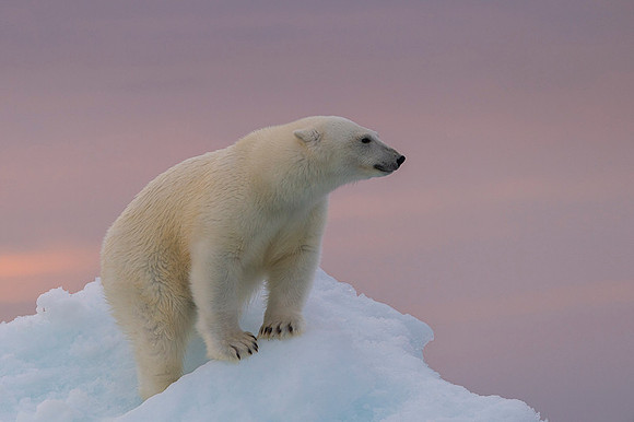 Polar bear